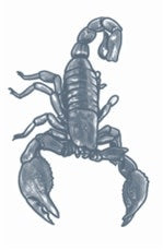 Prison Tattoo - Scorpion
