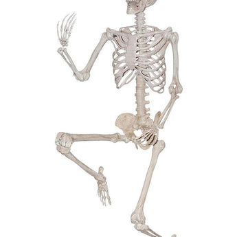 Décoration D'Halloween : Squelette Réaliste 60Po - Party Shop