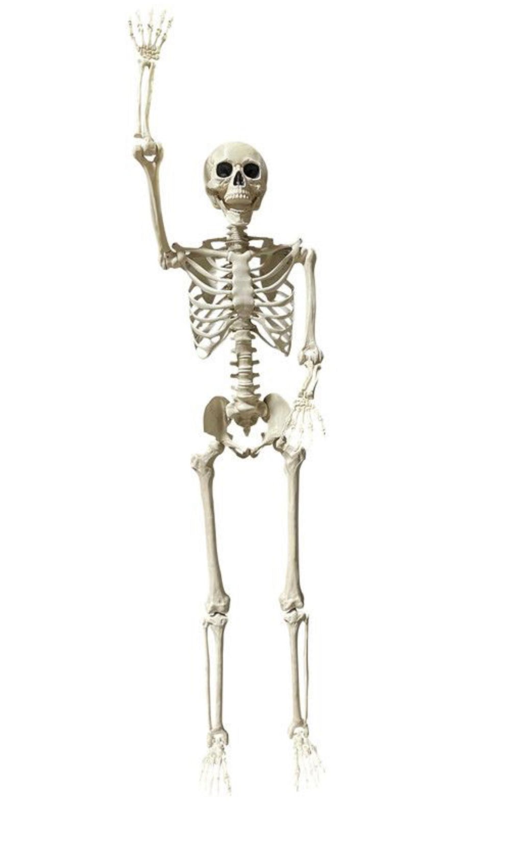 Décoration D'Halloween : Squelette Réaliste Titan Party Shop