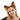 KBW Global - Serre Tête - Oreilles d'animal - brun et noir - Party Shop