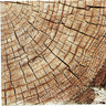 HAVERCAMP - Serviettes A Cocktail (16)  - Rondin De Bois - Party Shop