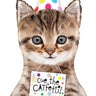 Betallic - Ballon Mylar Supershape - Chat (Cue The Catfetti!) - Party Shop
